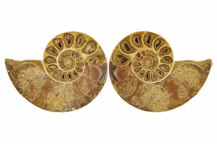 Jurassic Cut & Polished Ammonite Fossil - Madagascar #289375